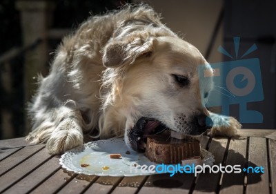 The Birthday Celebration Of My Golden Dog Stock Photo