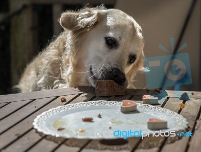 The Birthday Celebration Of My Golden Dog Stock Photo