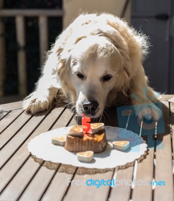 The Birthday Celebration Of My Golden Dog Stock Photo