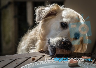 The Birthday Celebration Of My Golden Dog Stock Photo