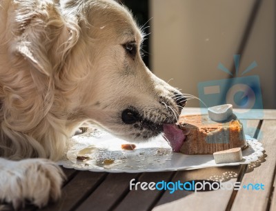 The Birthday Celebration Of My Golden Dog Stock Photo