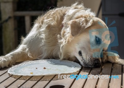 The Birthday Celebration Of My Golden Dog Stock Photo