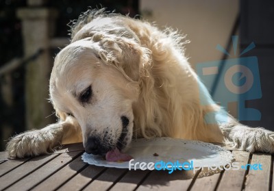 The Birthday Celebration Of My Golden Dog Stock Photo