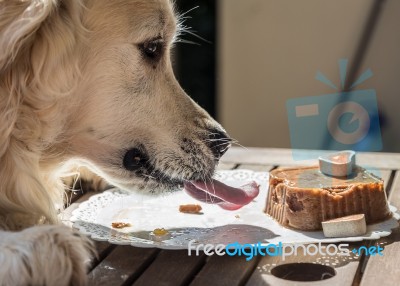 The Birthday Celebration Of My Golden Dog Stock Photo