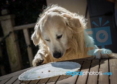 The Birthday Celebration Of My Golden Dog Stock Photo