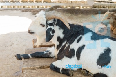 The Black And White Goat Stock Photo