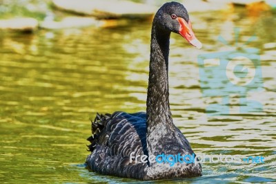 The Black Swan Floats Stock Photo