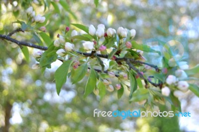 The Blooming Of Apple Trees Stock Photo