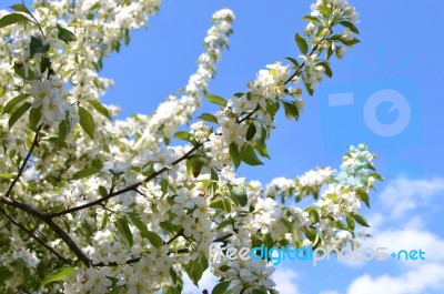 The Blooming Of Apple Trees Stock Photo