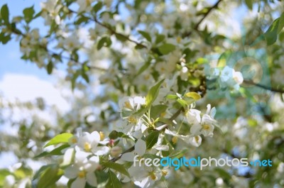 The Blooming Of Apple Trees Stock Photo