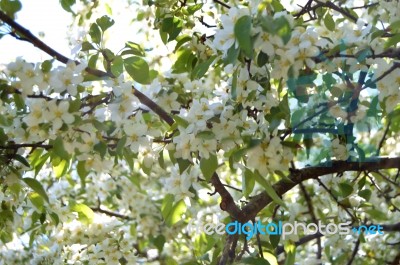 The Blooming Of Apple Trees Stock Photo