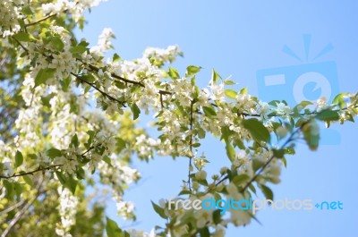 The Blooming Of Apple Trees Stock Photo