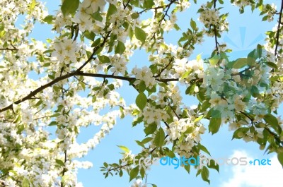 The Blooming Of Apple Trees Stock Photo