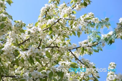 The Blooming Of Apple Trees Stock Photo