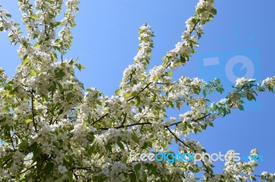 The Blooming Of Apple Trees Stock Photo