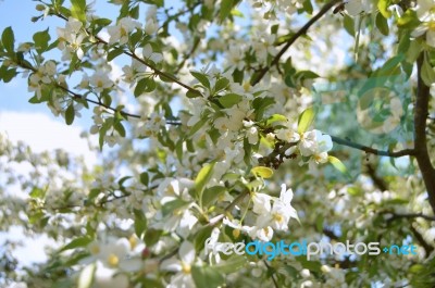 The Blooming Of Apple Trees Stock Photo