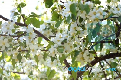 The Blooming Of Apple Trees Stock Photo