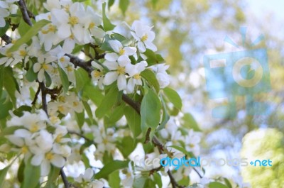 The Blooming Of Apple Trees Stock Photo