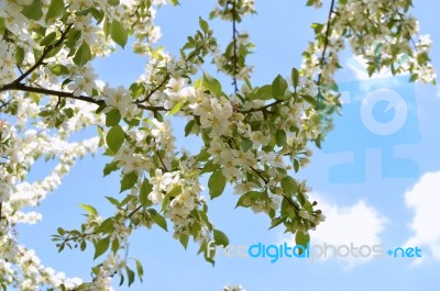 The Blooming Of Apple Trees Stock Photo