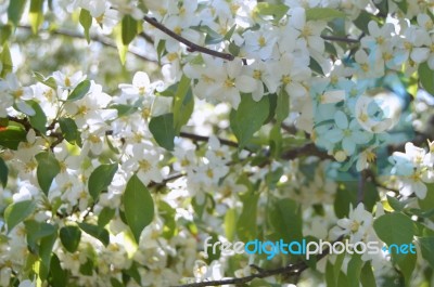 The Blooming Of Apple Trees Stock Photo