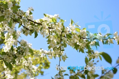 The Blooming Of Apple Trees Stock Photo