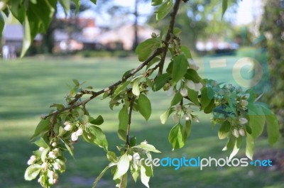 The Blooming Of Apple Trees Stock Photo