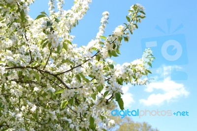 The Blooming Of Apple Trees Stock Photo