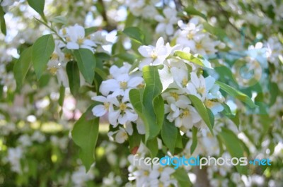 The Blooming Of Apple Trees Stock Photo