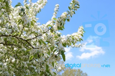 The Blooming Of Apple Trees Stock Photo