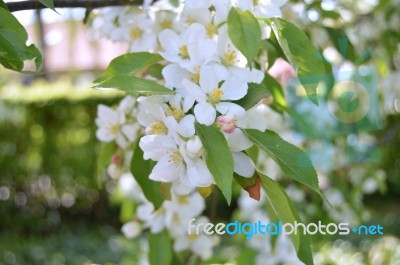 The Blooming Of Apple Trees Stock Photo