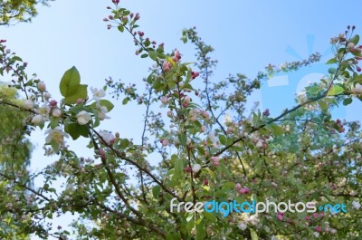 The Blooming Of Apple Trees Stock Photo