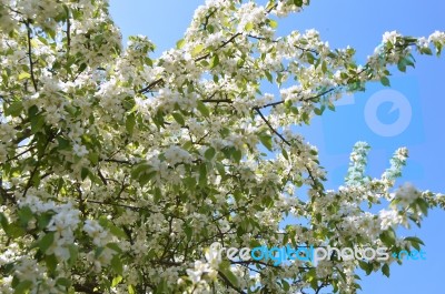 The Blooming Of Apple Trees Stock Photo