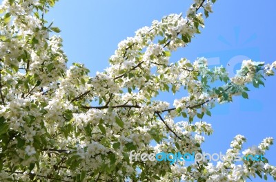 The Blooming Of Apple Trees Stock Photo