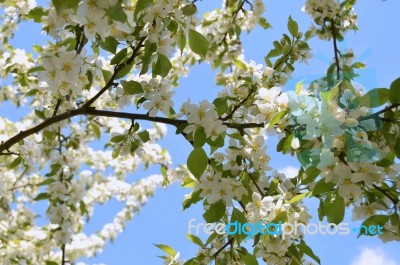 The Blooming Of Apple Trees Stock Photo