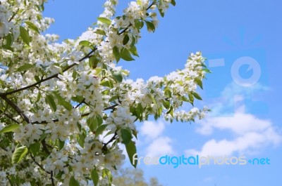 The Blooming Of Apple Trees Stock Photo