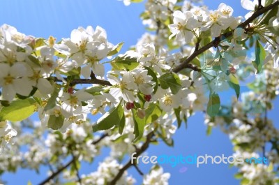 The Blooming Of Apple Trees Stock Photo