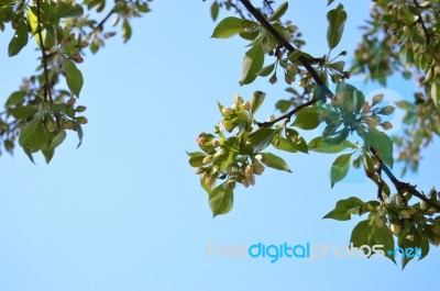 The Blooming Of Apple Trees Stock Photo