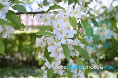 The Blooming Of Apple Trees Stock Photo