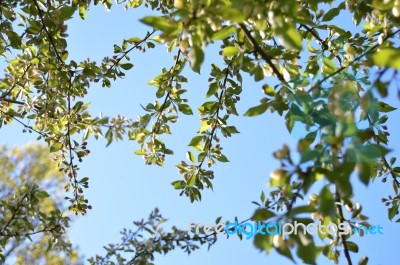 The Blooming Of Apple Trees Stock Photo