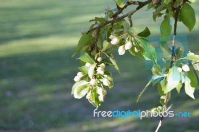 The Blooming Of Apple Trees Stock Photo