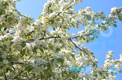 The Blooming Of Apple Trees Stock Photo