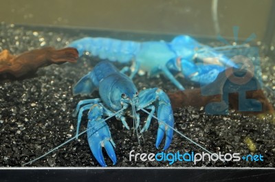 The Blue Crawfish Stock Photo