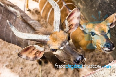 The Bongo (tragelaphus Eurycerus) Is Among The Largest Of The African Forest Antelope Species Stock Photo