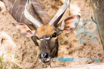 The Bongo (tragelaphus Eurycerus) Is Among The Largest Of The African Forest Antelope Species Stock Photo