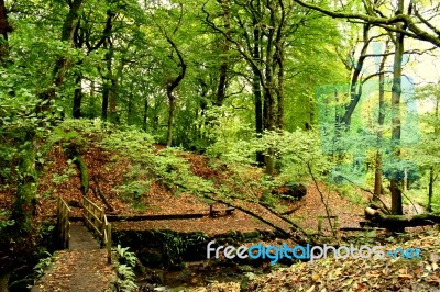 The Bridge Into The Woods Stock Photo