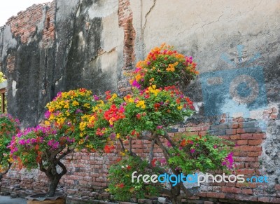 The Bright Pink Bougainvillea Flowers, Red, Yellow, Green The Ol… Stock Photo