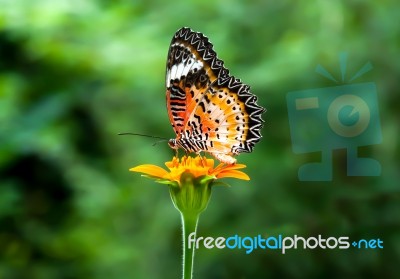 The Butterfly Stock Photo