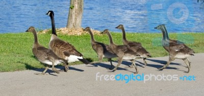 The Cackling Geese Are Running Stock Photo