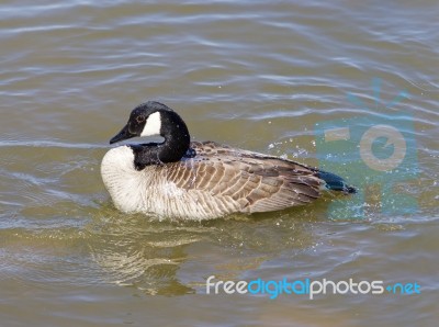 The Cackling Goose Is Washing Stock Photo