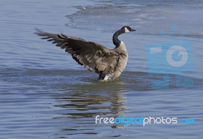 The Cackling Goose Power Stock Photo